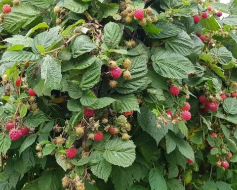 How to Choose and Care for Raspberry Plants for a Bountiful Harvest