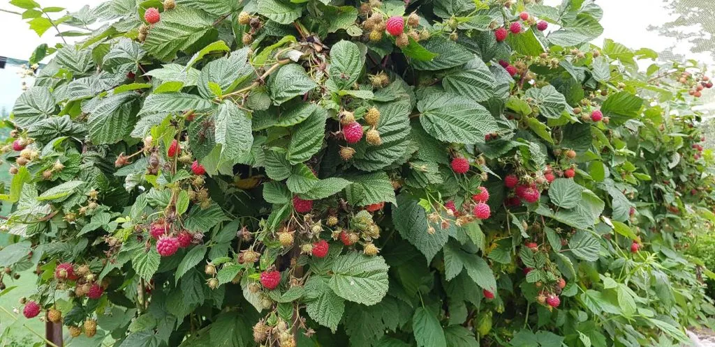 How to Choose and Care for Raspberry Plants for a Bountiful Harvest